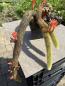 Preview: Cleistocactus winteri